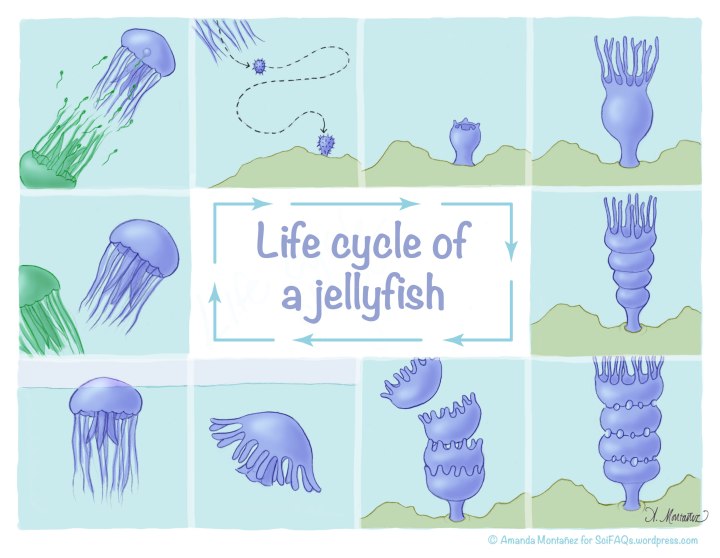 Did you know jellyfish went through so many stages of development?